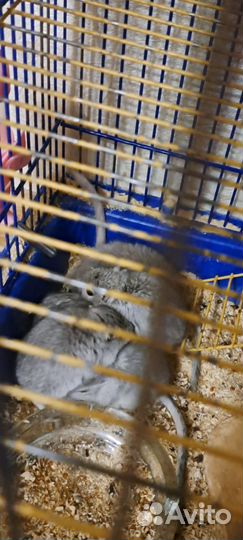 Монгольская песчанка