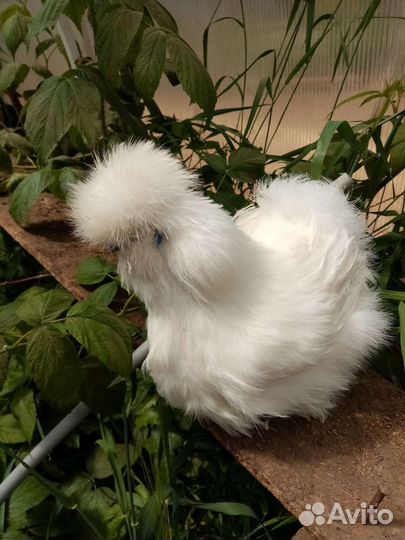 Цыплята и Инкубационные яйцо