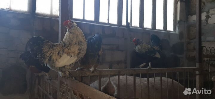 Петушки декоротивные(бентамки)