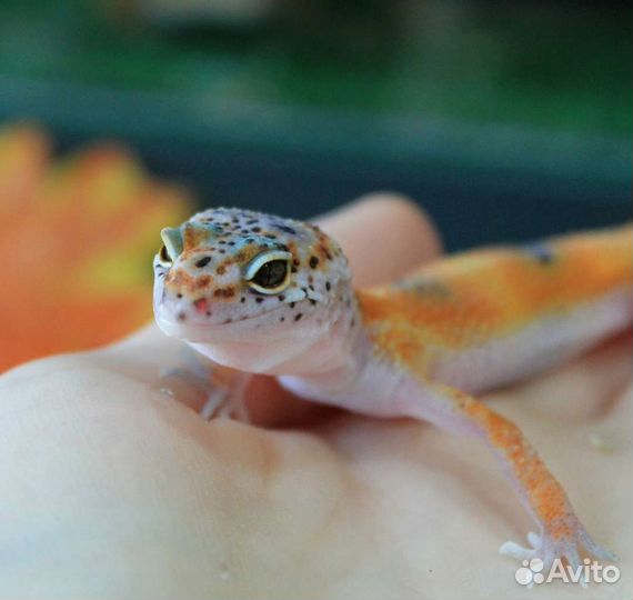 Геккон эублефар