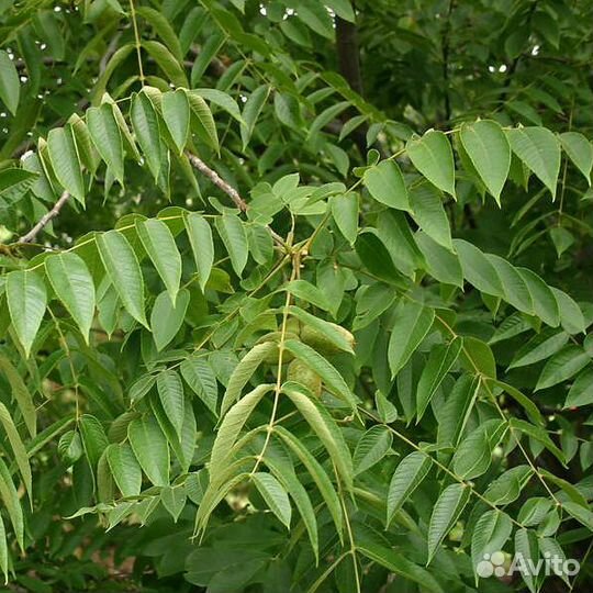 Орех серый (саженцы)