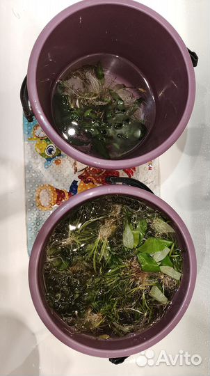 Растения/водоросли для аквариума