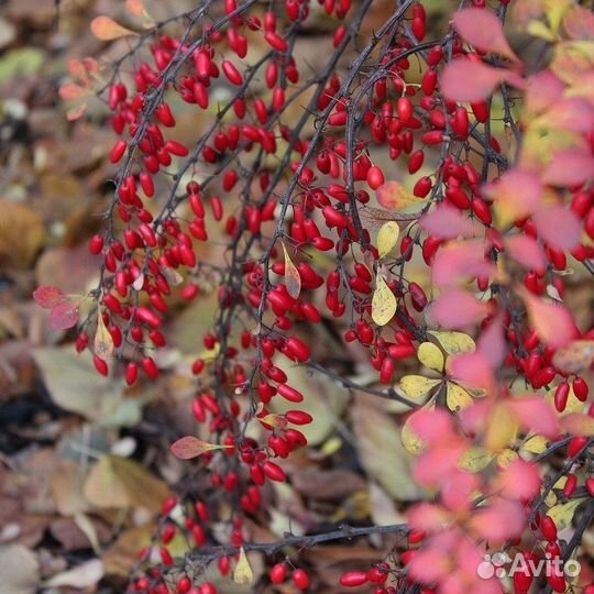 Барбарис Тунберга Грин Орнамент (1 саженец в горш