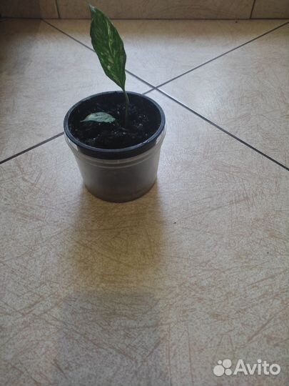 Спатифиллум даймонд