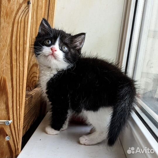 Мимишная кошечка