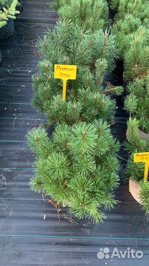 Сосна горная в ассортименте