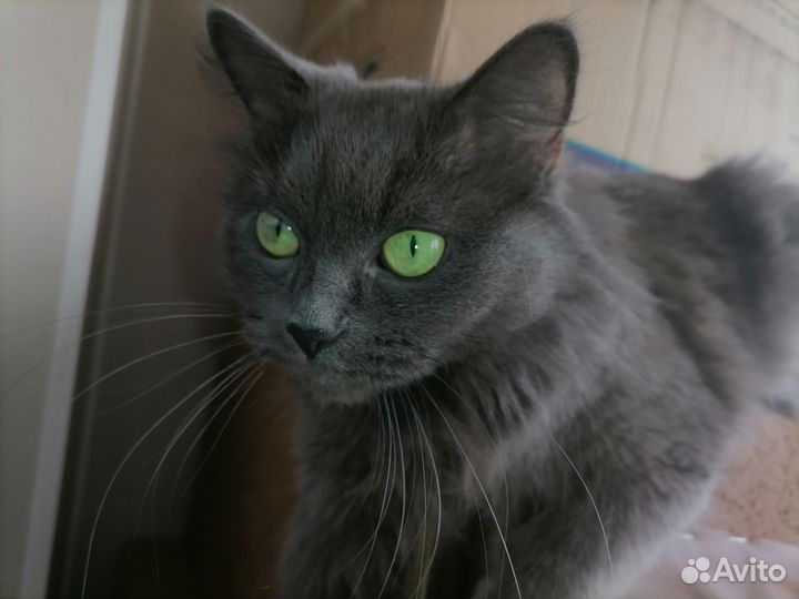 Кошечка ищет кота на вязку