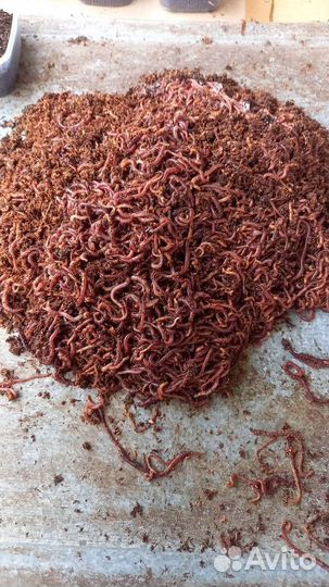 Черви для рыбалки