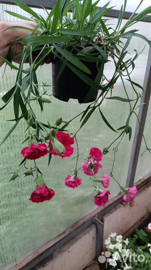 Гвоздика ампельная вегетативная