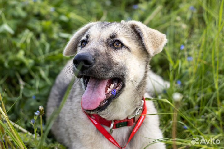 Щенок девочка в добрые руки
