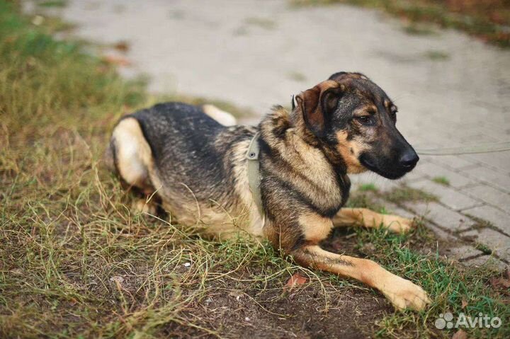 Собаки бесплатно в добрые руки