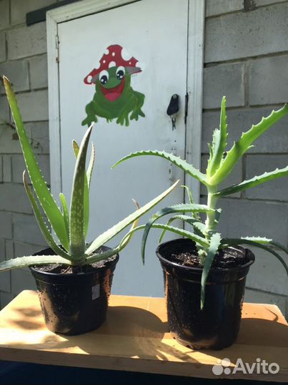 Алоэ и алоэ вера