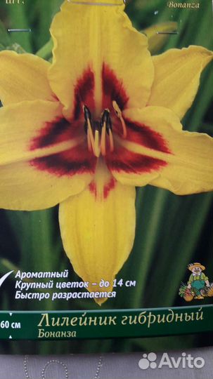 Лилейники сортовые