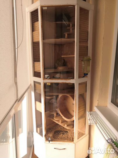 Семья шиншилл с витриной