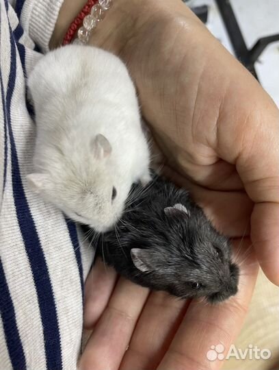 Хомяк Кэмпбелла