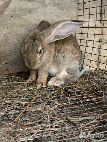 Кролики породы фландр
