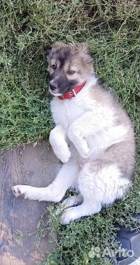 Щенок- метис Мальчик