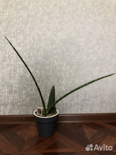 Сансевиерия цилиндрика Обака, цилиндрика, биг лиф