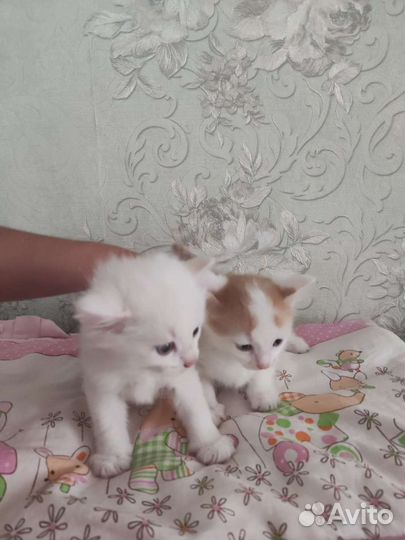 Котята в дар