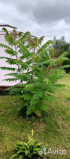 Пальма Сумах. Уксусное дерево