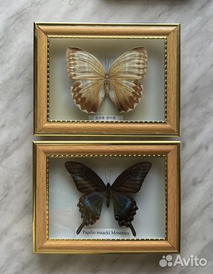 Бабочки в рамках