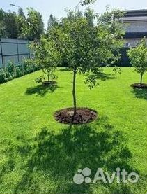 Укладка газона