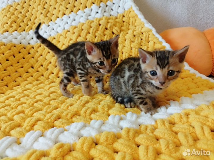 Бенгальские котята