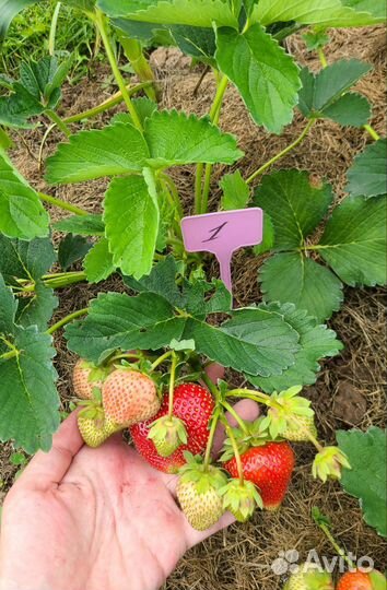 Рассада клубники Гигантелла от кустов 1 года
