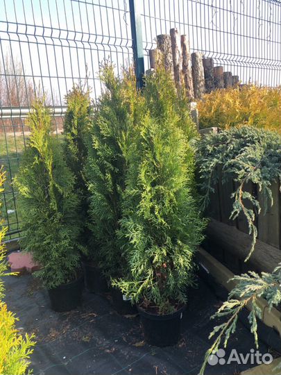 Растения хвойные, лиственные, плодовые, цветы