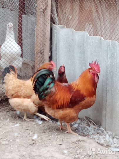 Кучинская, Ленинградская золотисто сер, Пушкинская