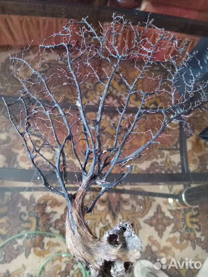 Аквариумное растение