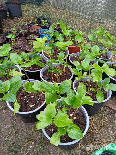 Гортензия крупнолистная