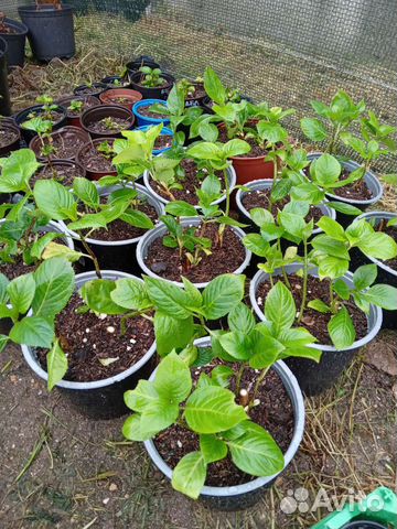 Гортензия крупнолистная