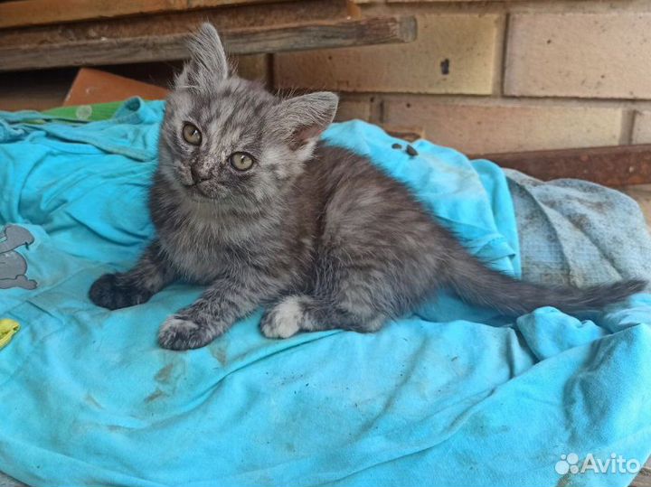 Котята в добрые руки 1 месяц