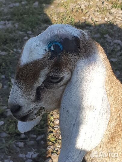 Козочка и козлик чп англонубийцы