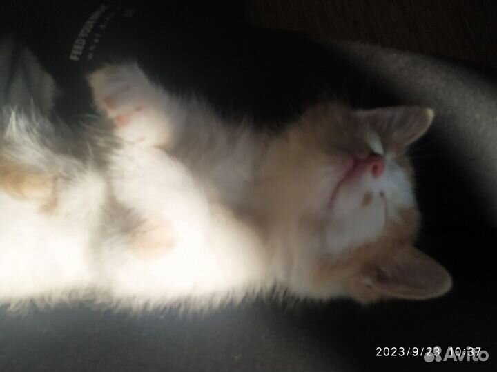 Котенок ищет вас