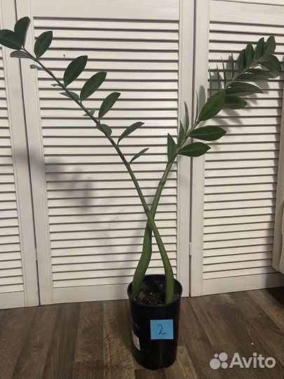 Замиокулькас