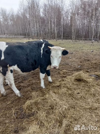 Быки и телки живым весом