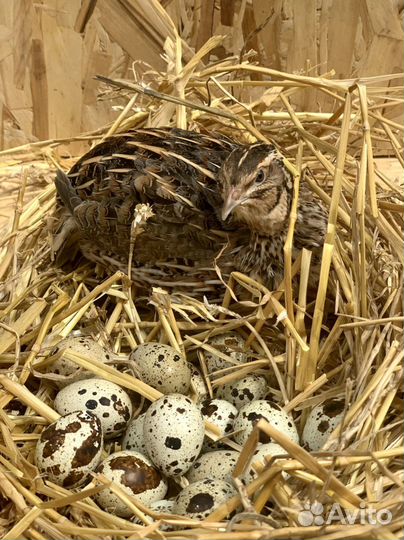 Инкубационное яйцо и яйцо пищевое