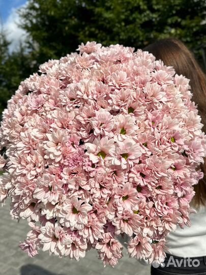 Ромашковая хризантема розовая,доставка