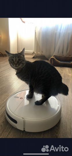 Кошки курильский бобтейл