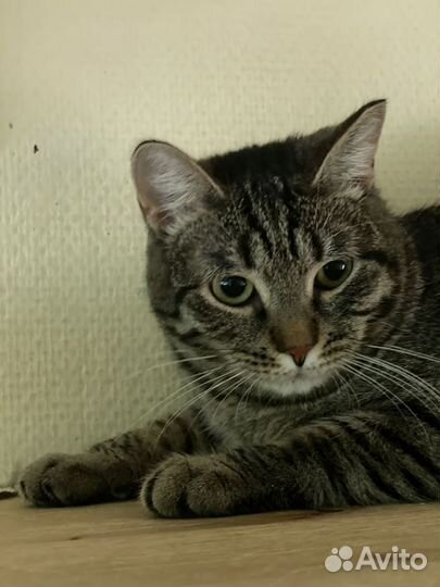 Кошечка Келли очень хочет домой