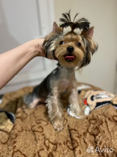 Йорк мини девочка