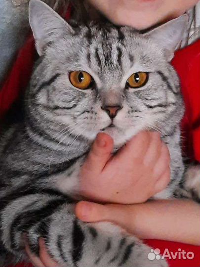 Шотландский кот вязка