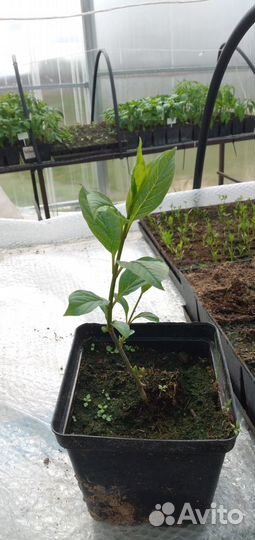 Саженцы декоративных кустарников