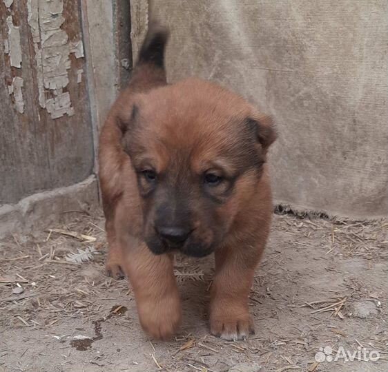 Щенки сао алабай