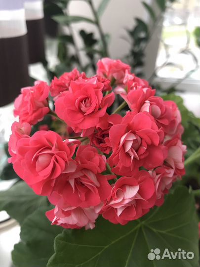 Пеларгония герань