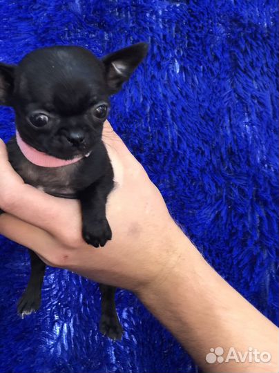 Чихуахуа мини