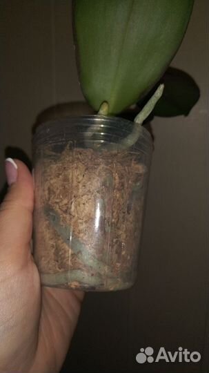 Орхидея Miki Gorgeous