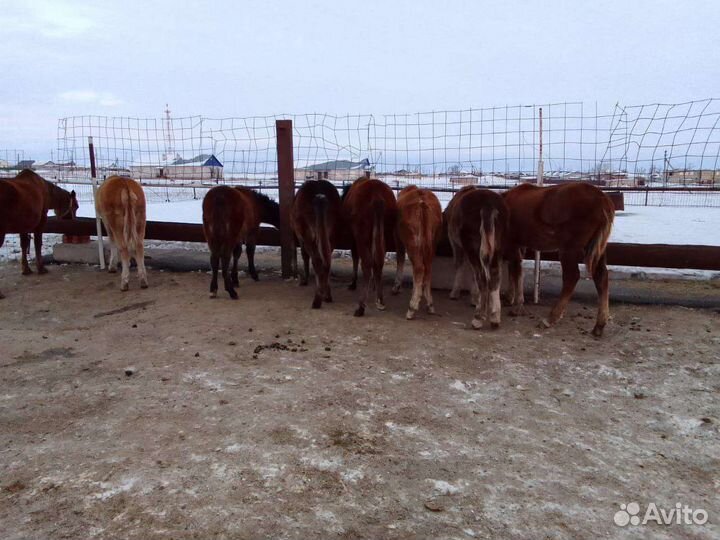 Продажа лошадей